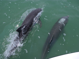 Dolphin Watching Islamorada