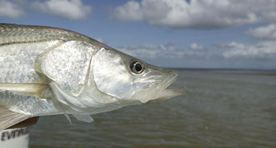 Islamorada Snook Fishing