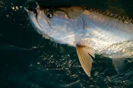 Islamorada Night Tarpon Fishing