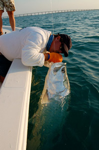 Tarpon Caught Islamorada